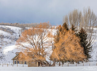 Willows in Winter