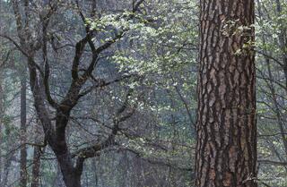 Spring Tableau