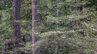Dogwoods in Spring
