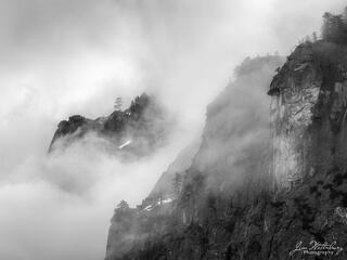 Trees in the Mist