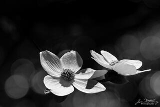 Blossoms
