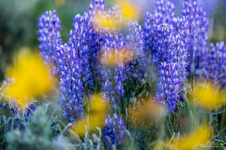 Lupine Spring