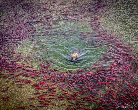 Salmon Feast