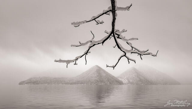 Snow Covered Branches