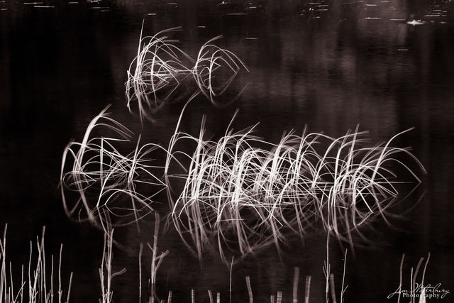 Pond Grasses print