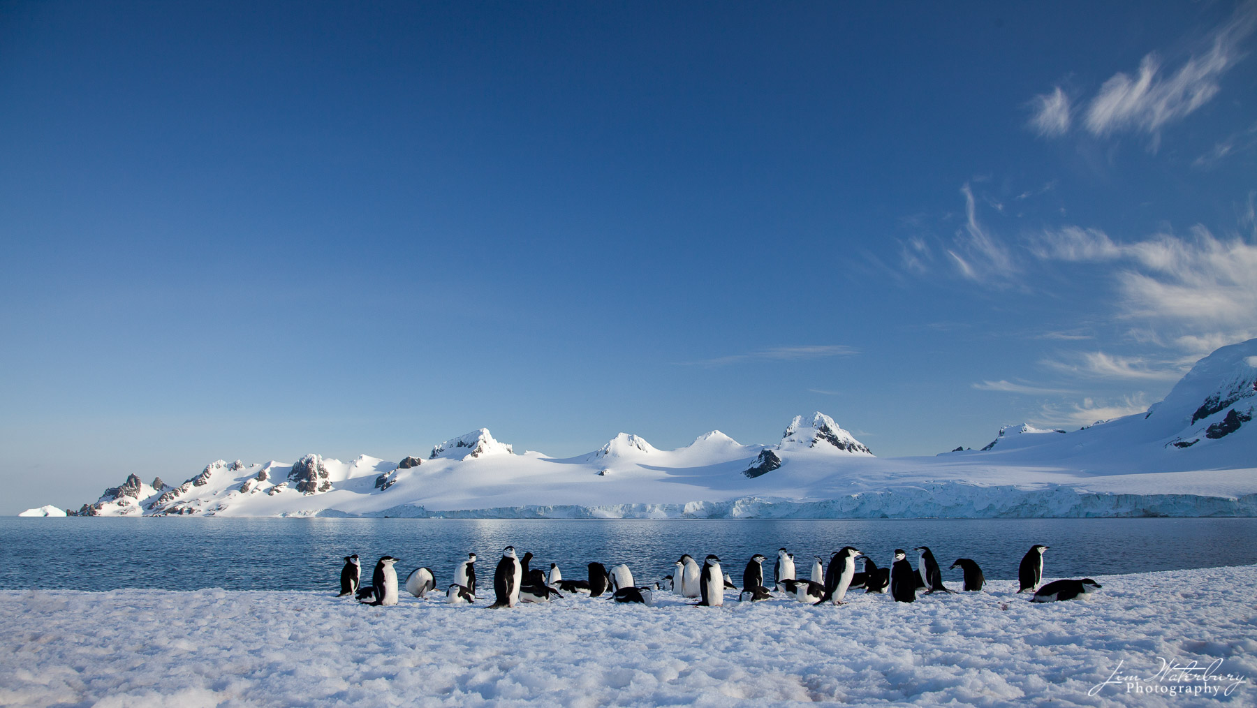 A line of chinstrap penguins gathered in the snow, with mountains in the background, on Half Moon Island, Antarctica.