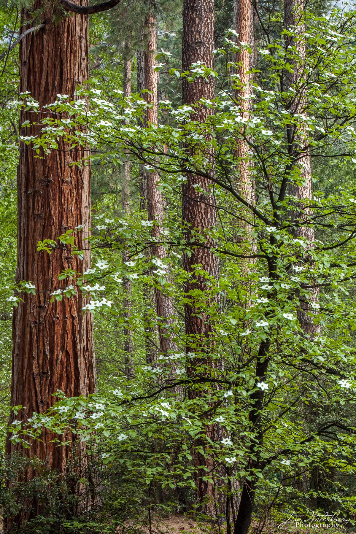 A forest of dogwood trees flower in spring on the grounds of the Ahwahnee Hotel in Yosemite Valley.