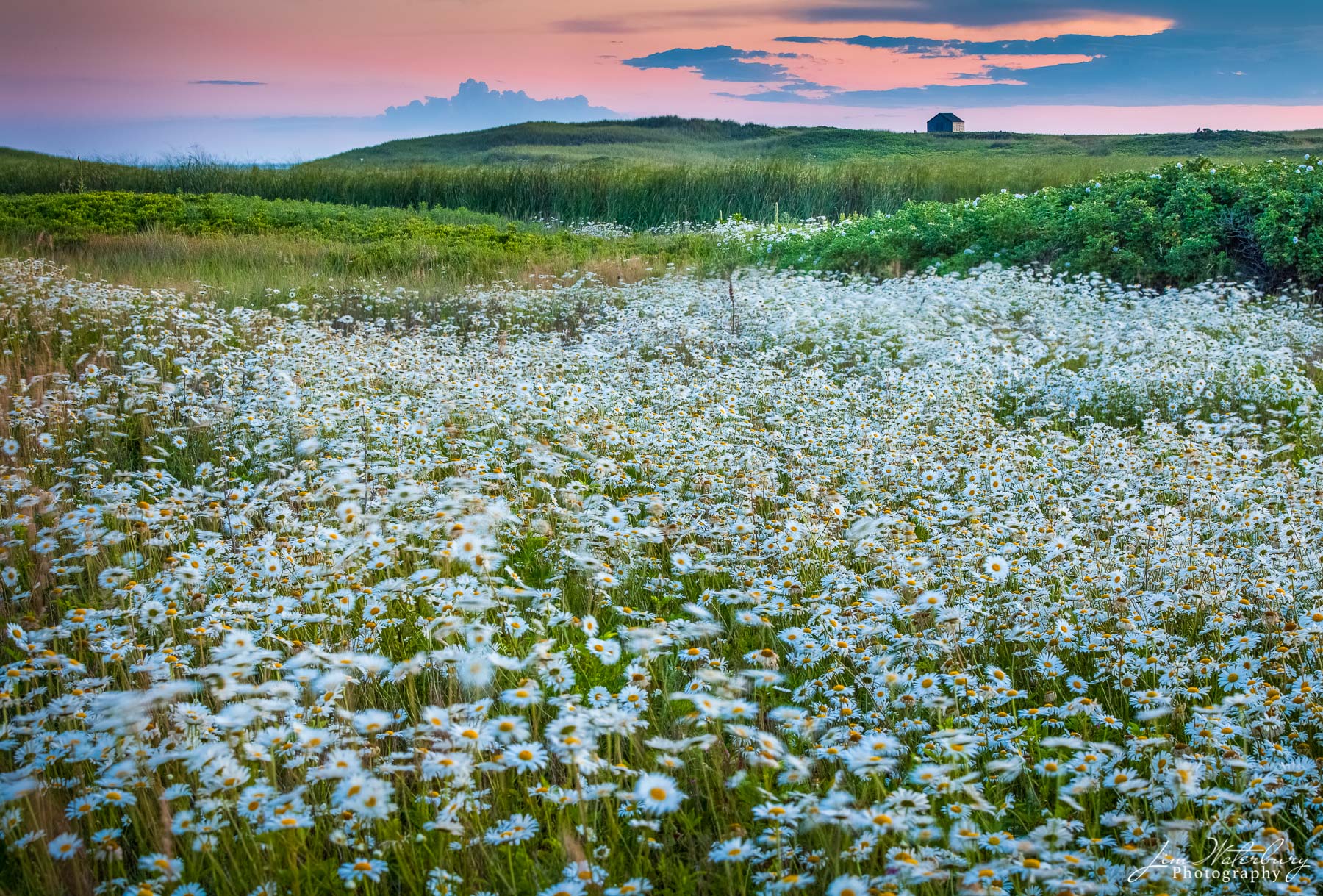 Wild daisies blow in the wind near Miacomet pond, Nantucket.