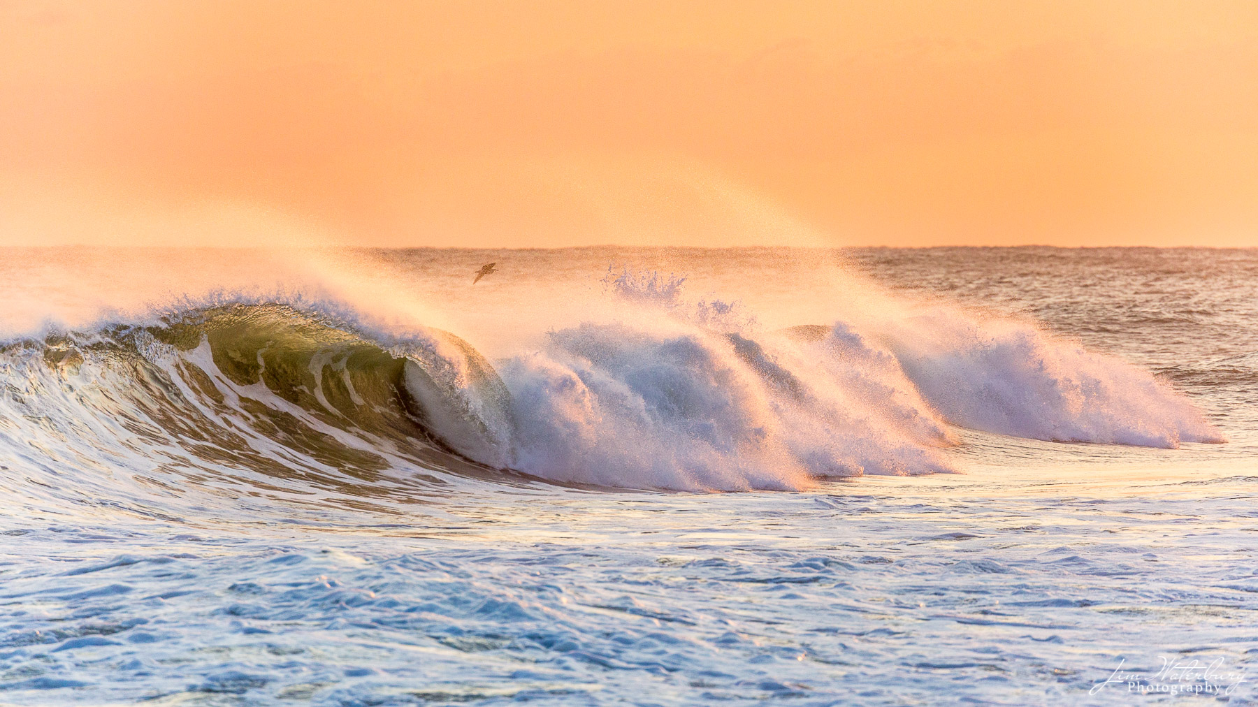 In late evening light, a stiff offshore wind blows spray back from the tops of crashing waves.