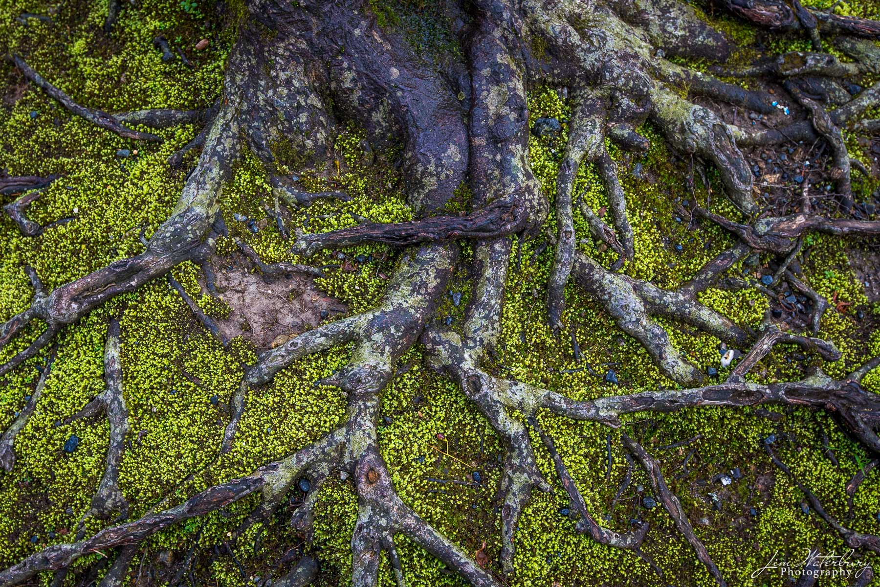 Tangled Web Ancient tree roots form an intricate web, in a mossy forest floor outside of Kyoto, Japan.