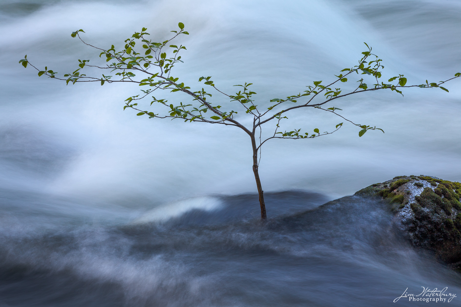 Delicate Balance A small tree struggles to survive in the swift spring currents of the Merced River in Yosmite National Park.