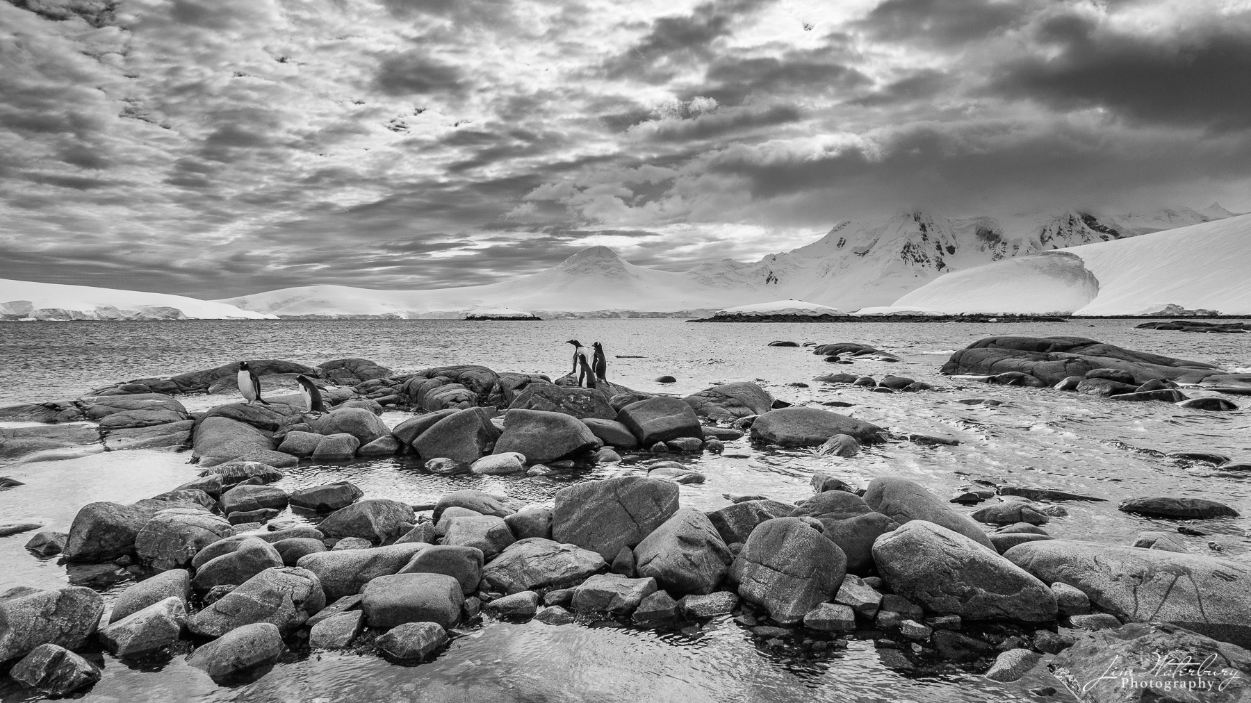 Lookout Point Black & white image of two penguins keeping lookout from the rocky shores of Port Lockroy, Antarctica.