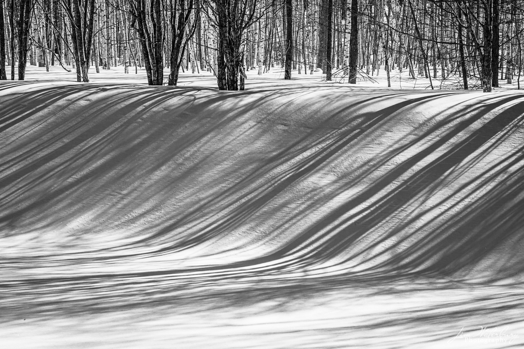 Black & white image of trees and their long shadows on the hillside covered in snow, in Hokkaido, Japan in winter.