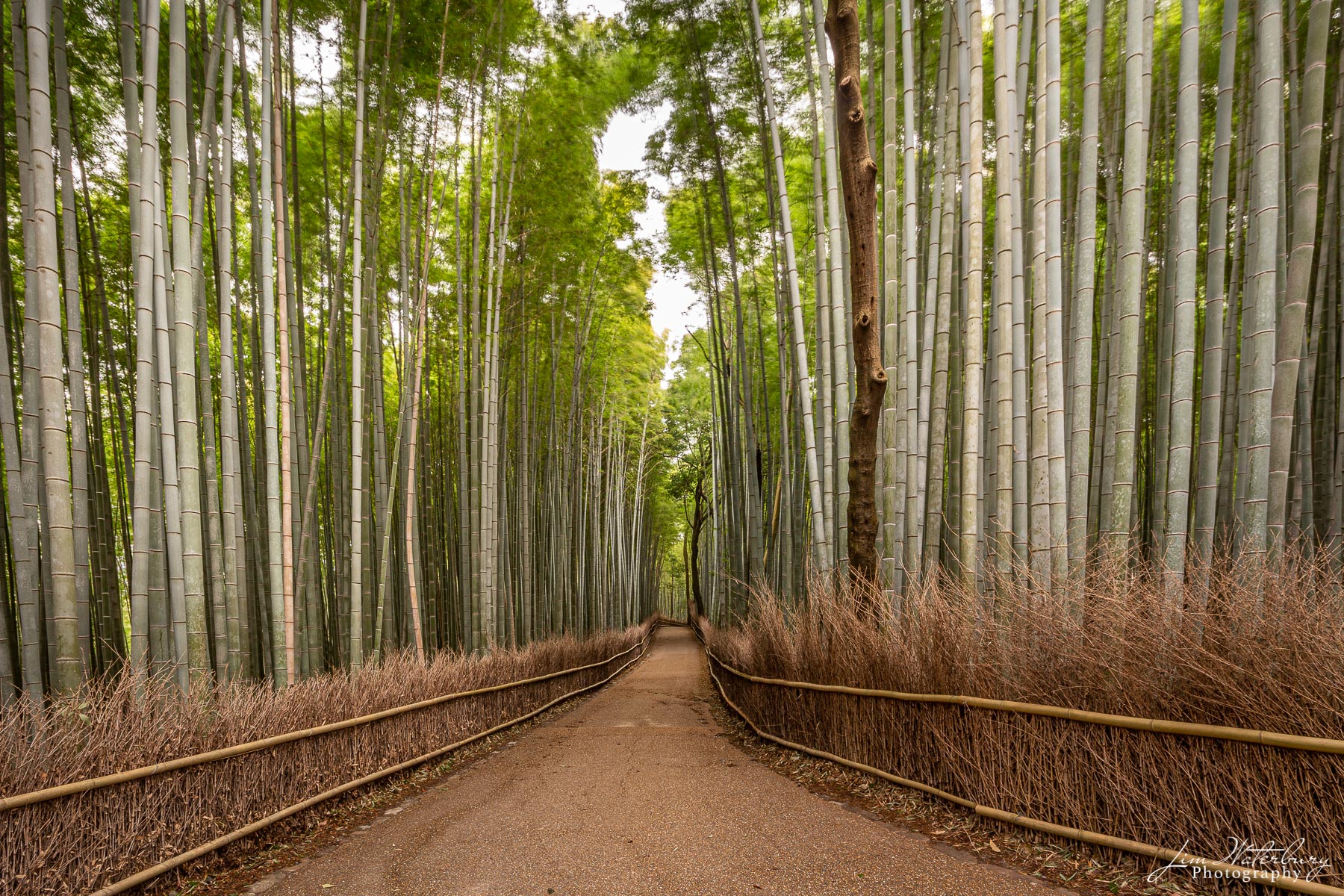Road Not Taken Bamboo trees sway in the wind of the early morning at the Sagano bamboo grove in Arashiyama, west of Kyoto, Japan.