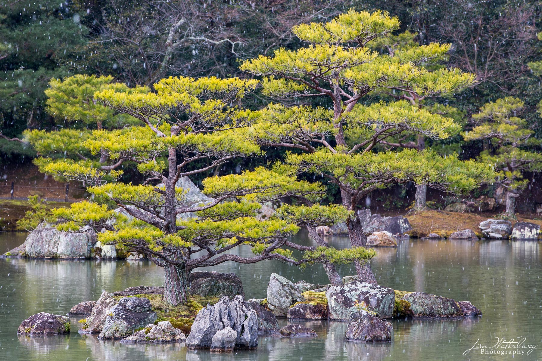 Sister Trees A pair of trees under the falling snow, in the pond that forms part of the gardens of Kinkaku-ji, or the Golden Temple -- a Zen...
