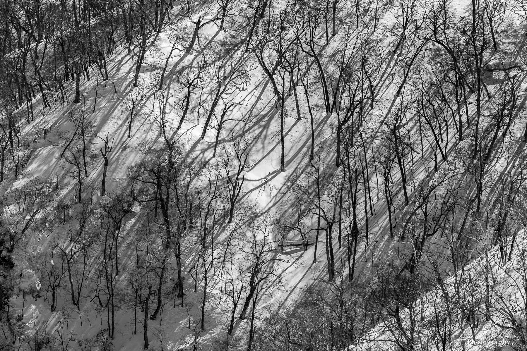 Trees & Shadows Black & white image of a forest of trees on a steep hillside in Hokkaido, Japan, casting long shadows in the afternoon sun on...