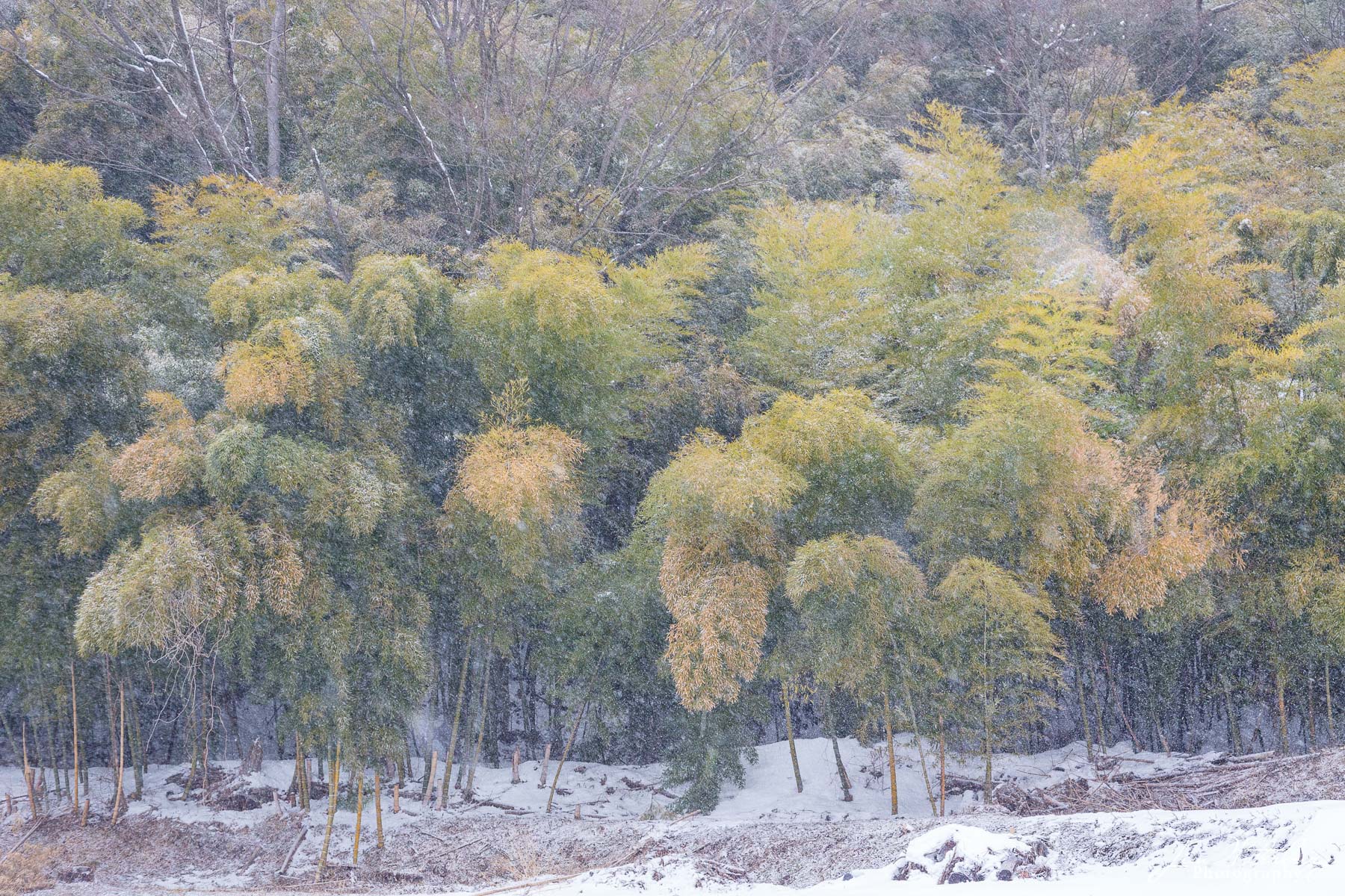 A forest of trees, dusted with newly fallen snow, in the town of Yamanouchi in Nagano Prefecture, Japan.