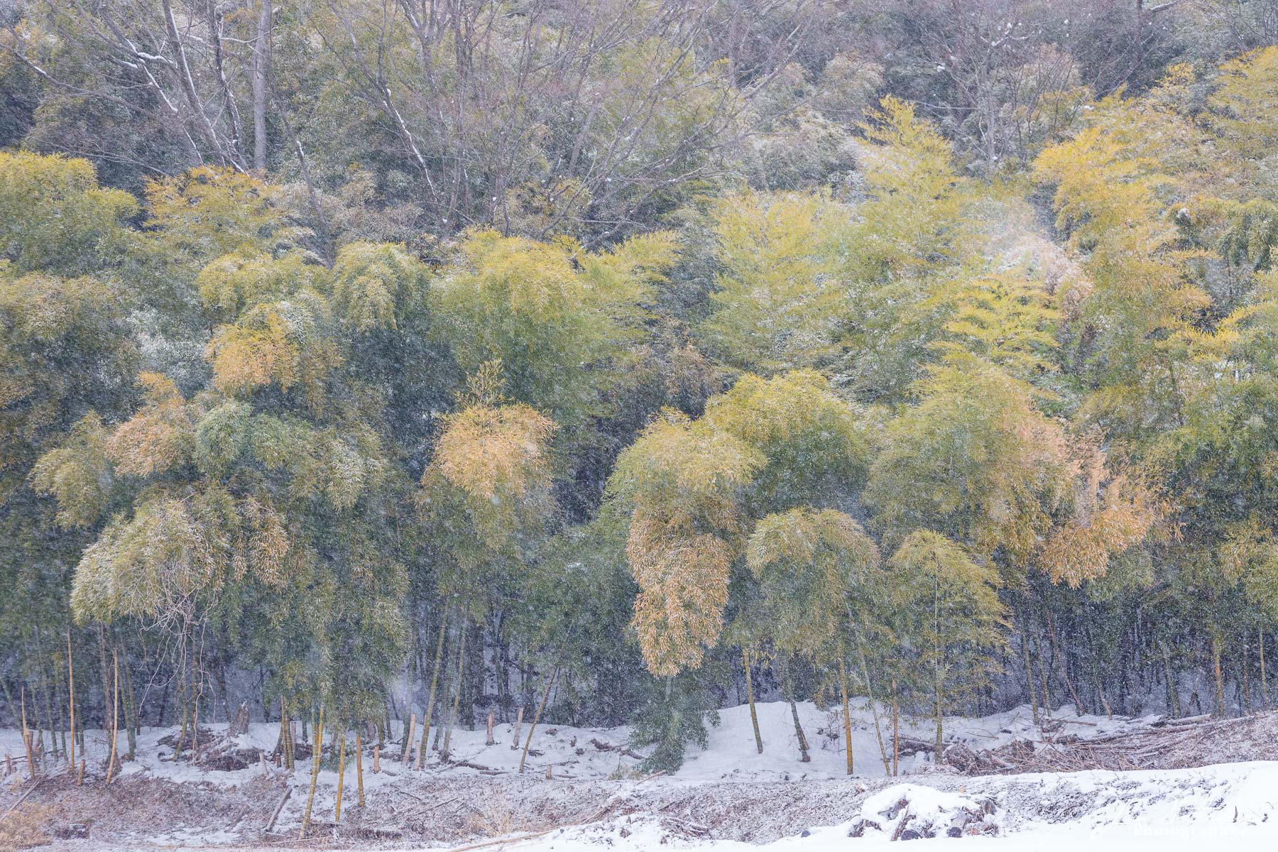 Dusted Forest A forest of trees, dusted with newly fallen snow, in the town of Yamanouchi in Nagano Prefecture, Japan.