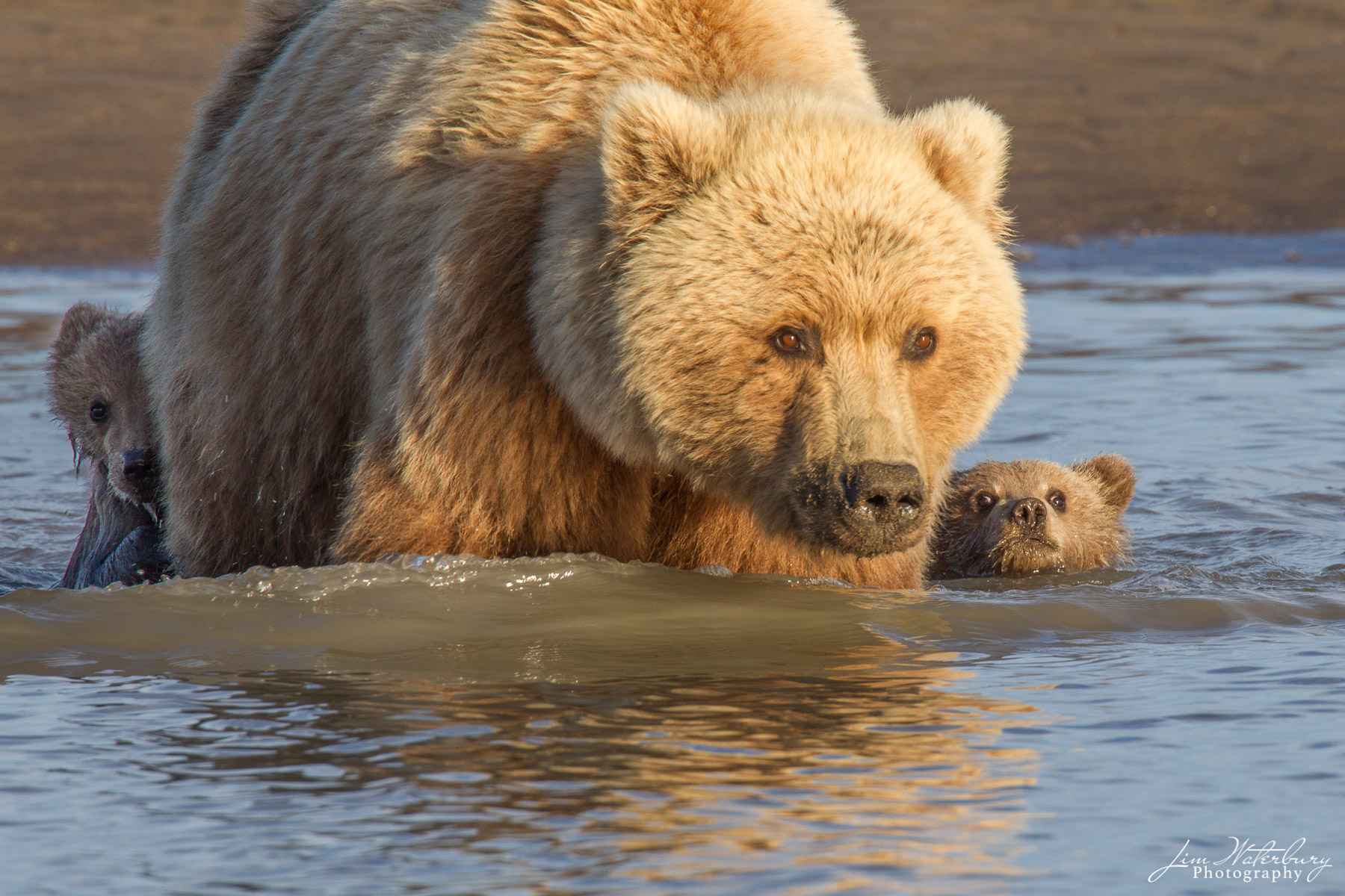 A mother brown bear leads her two young cubs across the river in Lake Clark National Park.