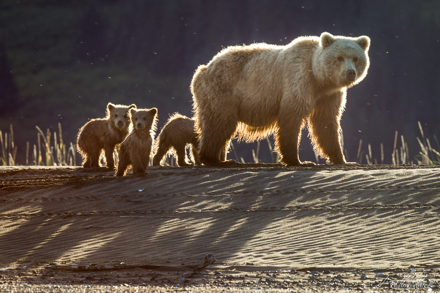 Follow the Leader A family of brown bears, led by their mother, walk along the banks of a river in Lake Clark National Park.