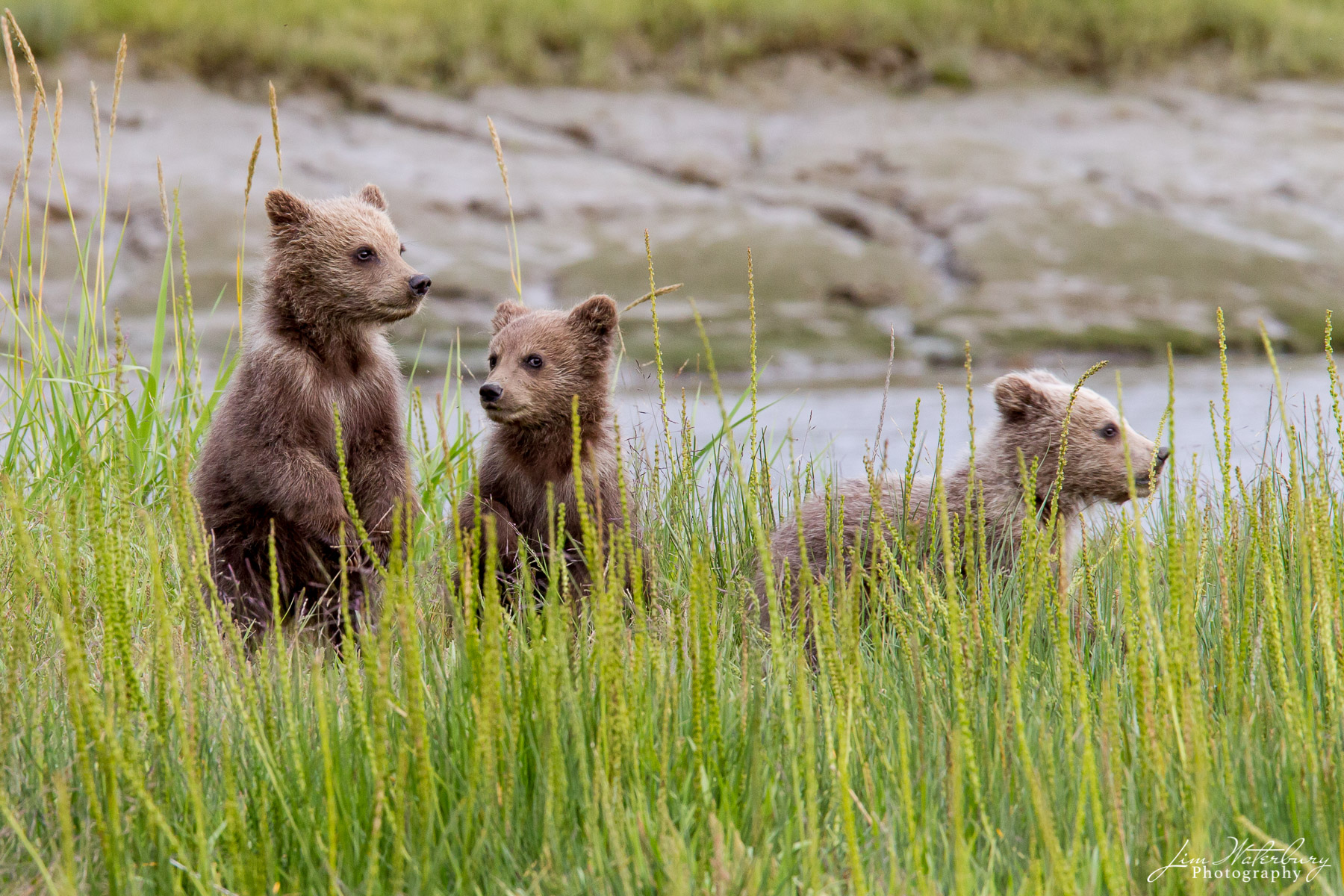 Playtime Brown bear cubs play in the grass at Silver Salmon Creek, in Lake Clark National Clark.