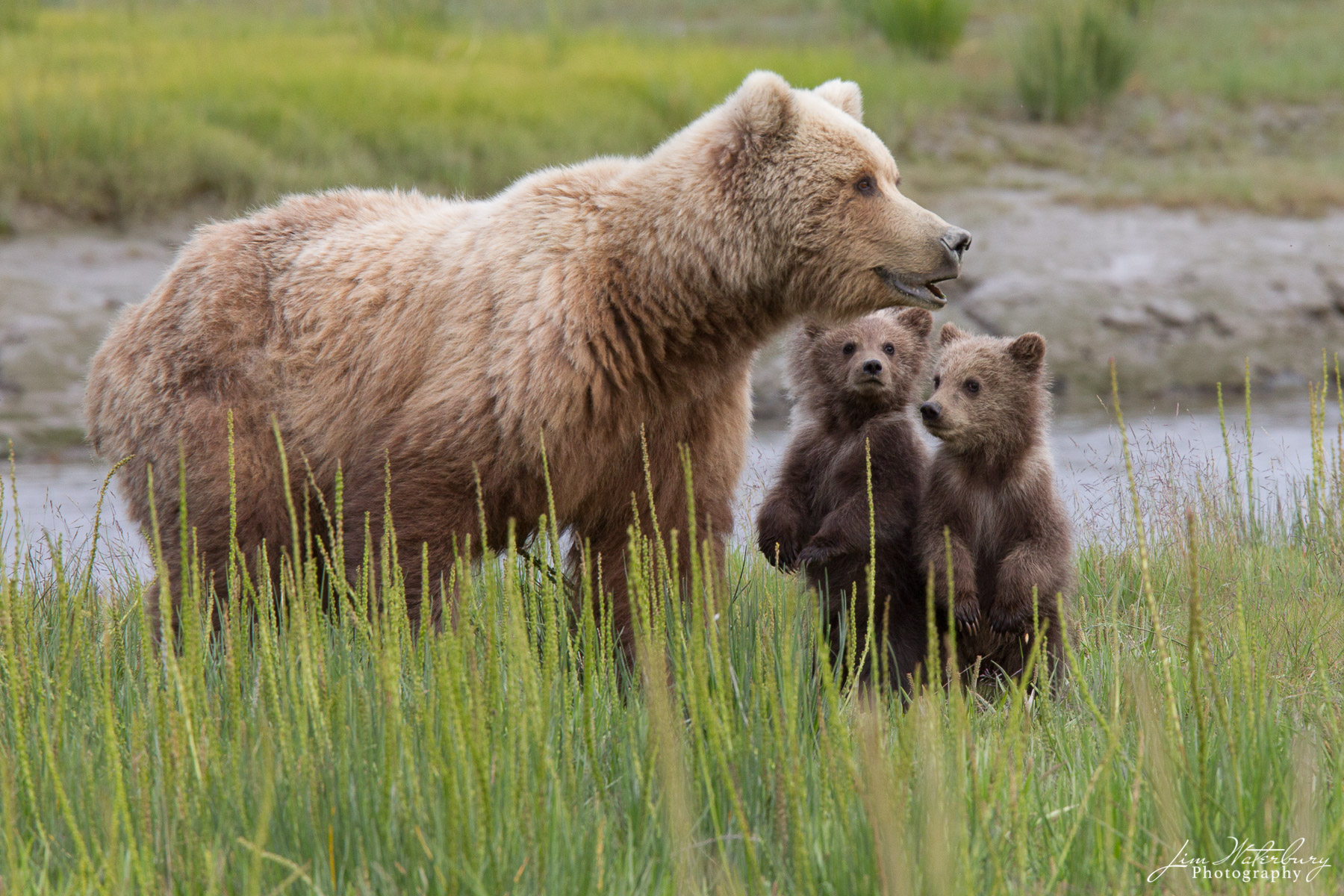 A large brown bear watches over her two cubs in Lake Clark National Park.