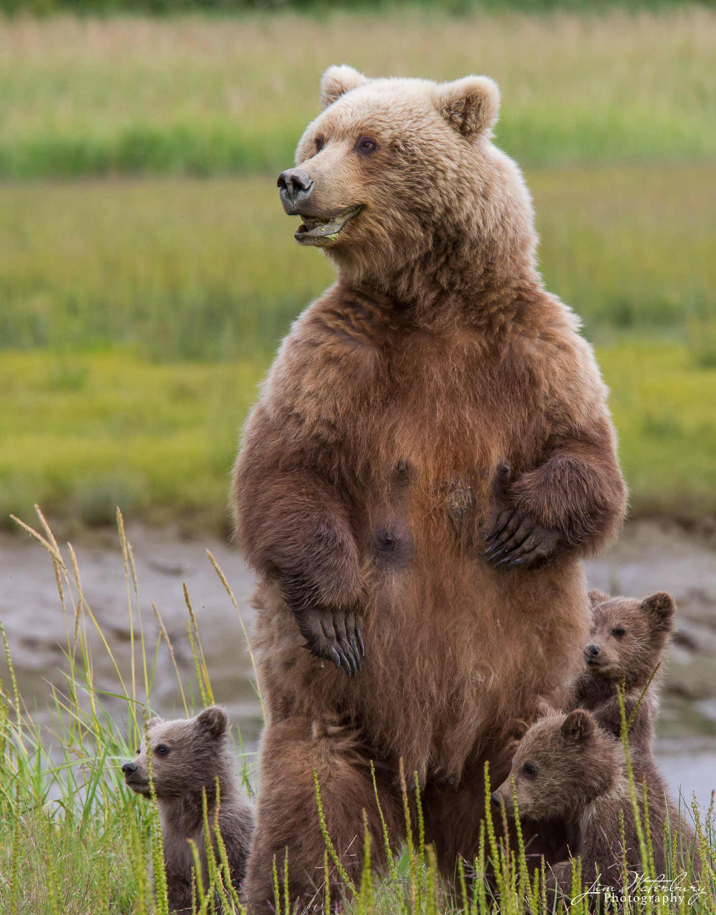 A brown bear stands on high alert to protect her young cubs from sounds she hears in the grasses in Lake Clark National Park.