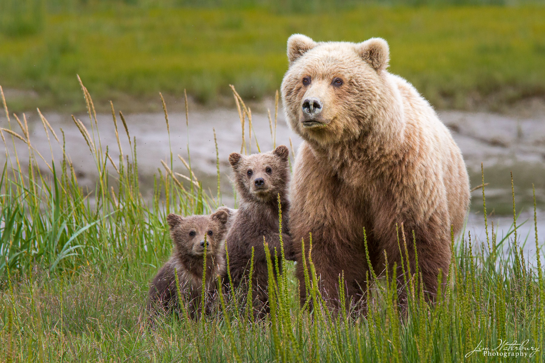 The Three Bears A mother and her two young brown bear cubs in the grasses of Lake Clark National Park, Alaska.