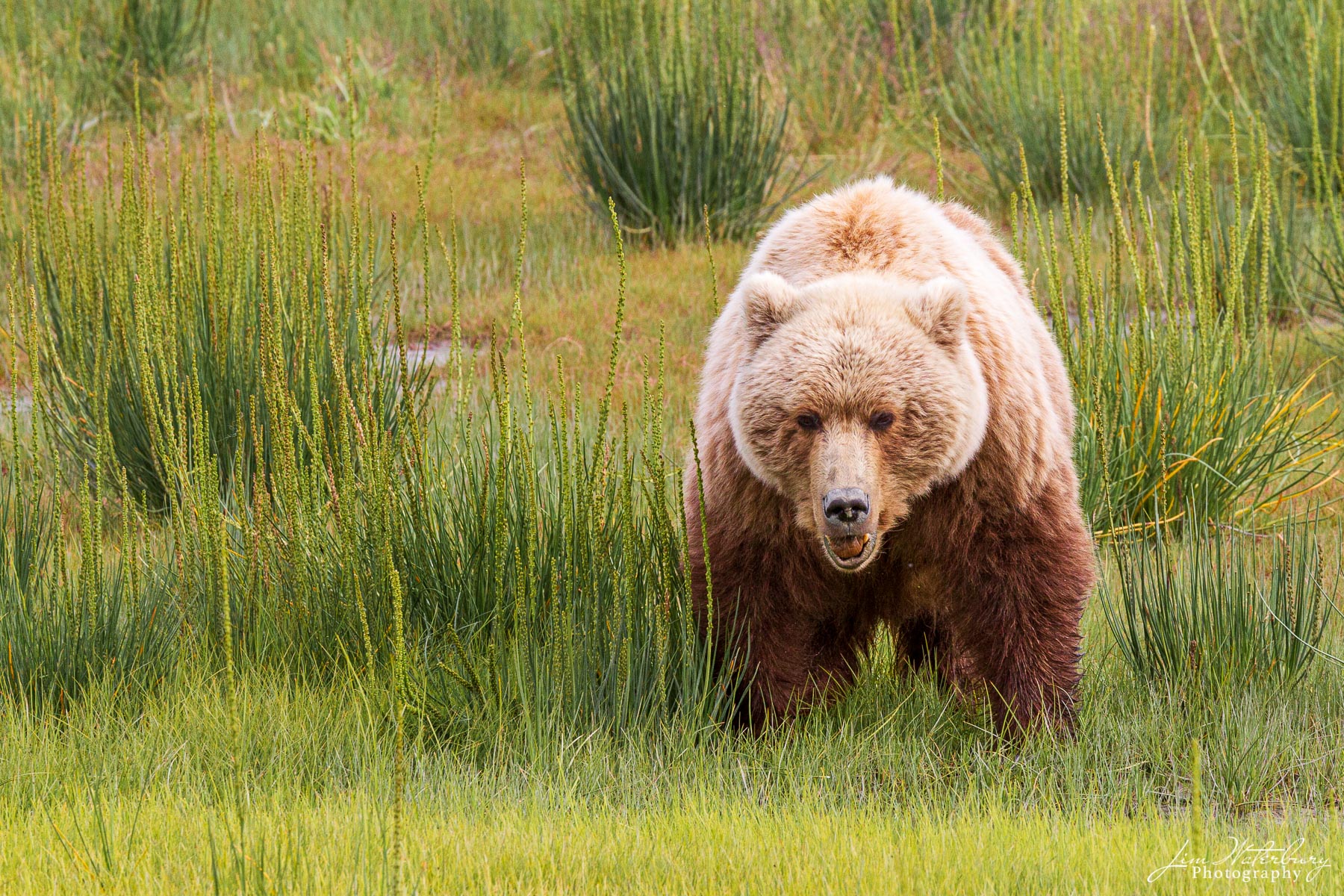 Close Encounter An adult brown bear wanders among the grasses of Lake Clark National Park, Alaska.