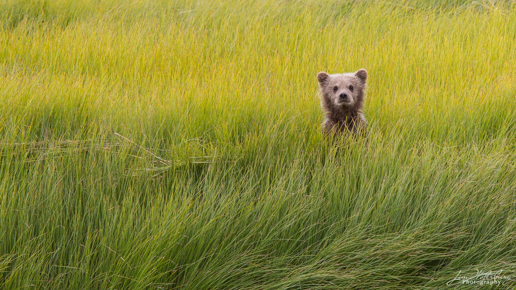 Alone in the Meadow A lone young brown bear looks up through the tall grass in search of his mother who has crossed the river ahead of him.