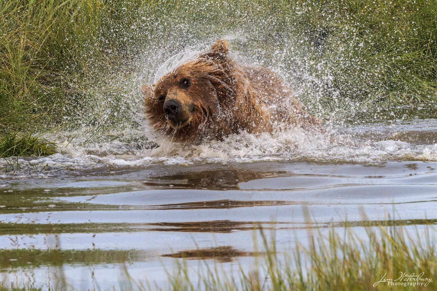 Shake Shake Shake! A brown bear shakes off water after crossing the river in Lake Clark National Park.