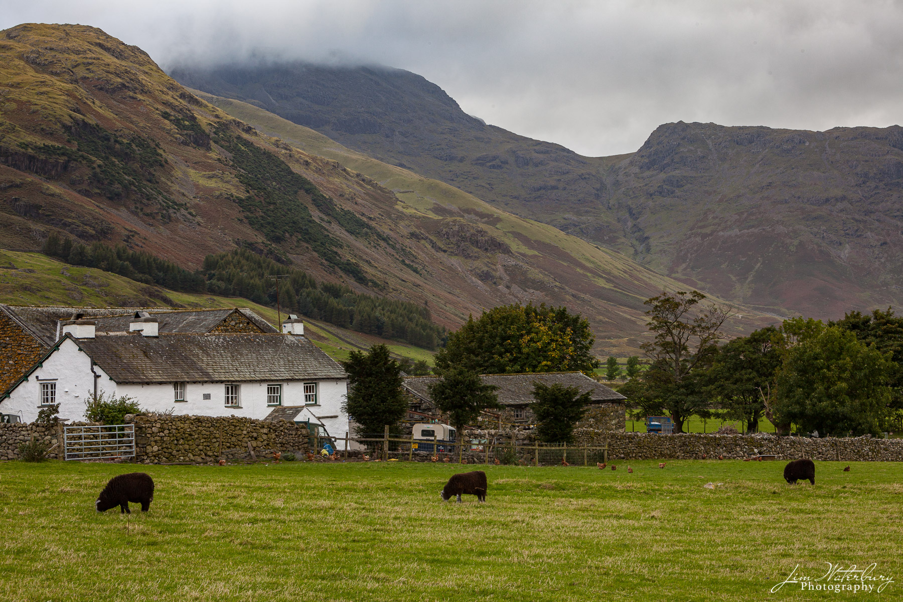 Sheep in the Pasture View along A593 and B5343 traveling from Ambleside towards Little Langdale and Great Langdale, Lake District, Cumbria