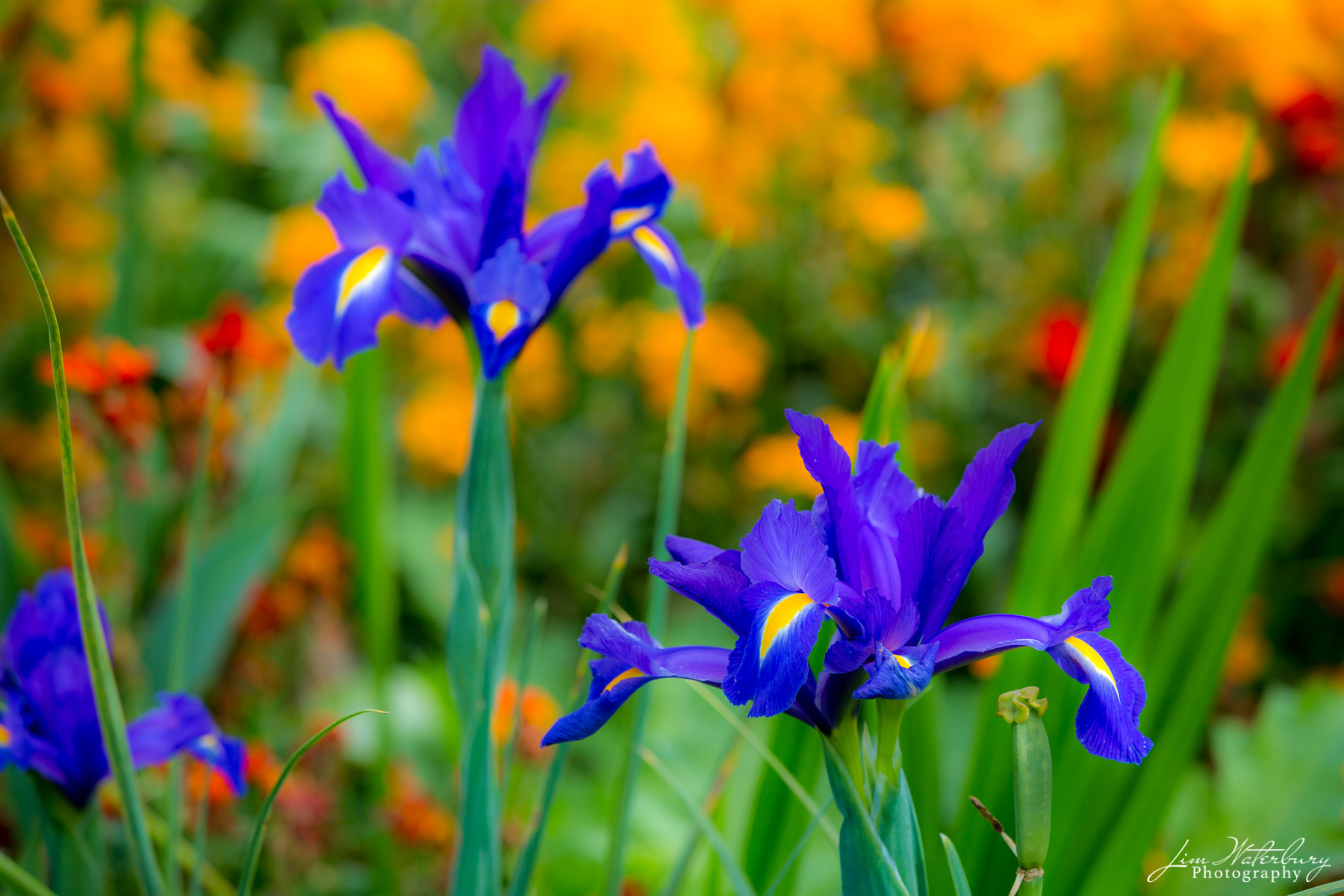 Monet's Gardens at Giverny