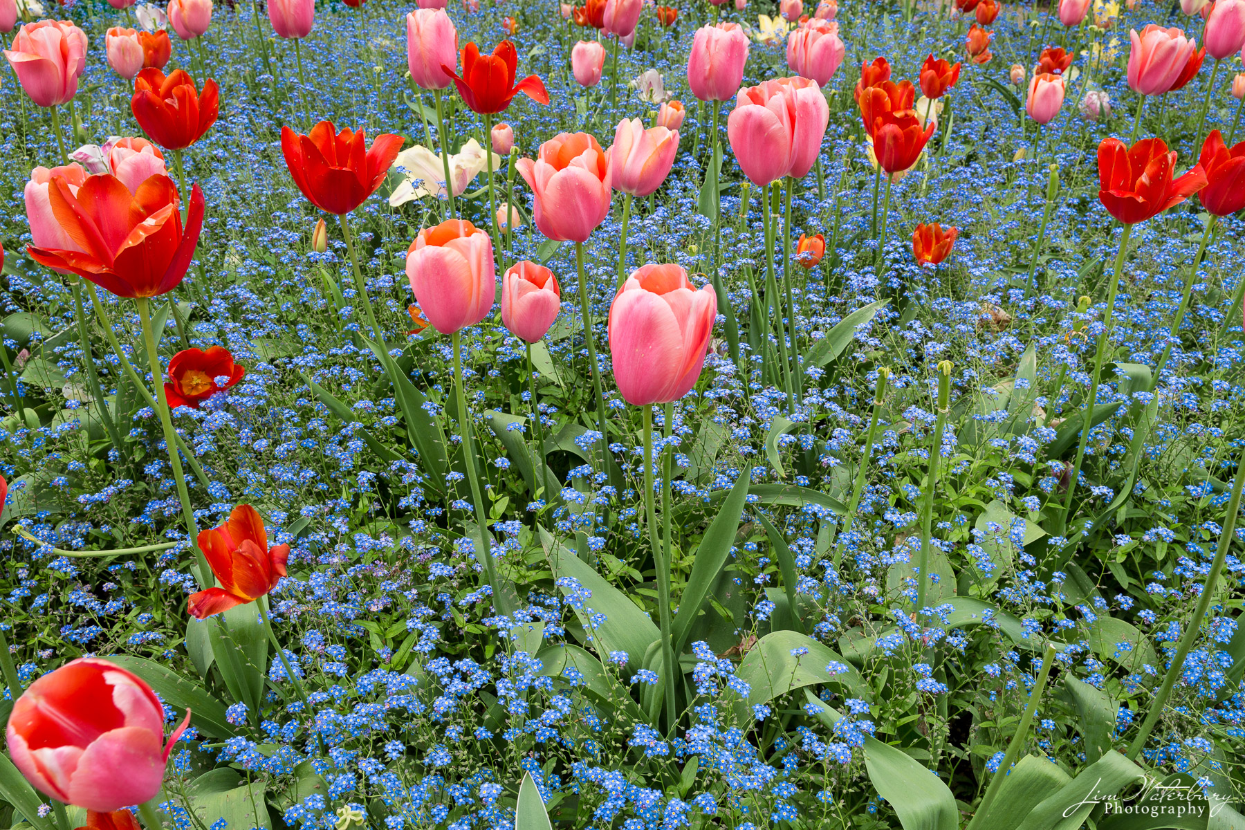 Monet's Gardens at Giverny