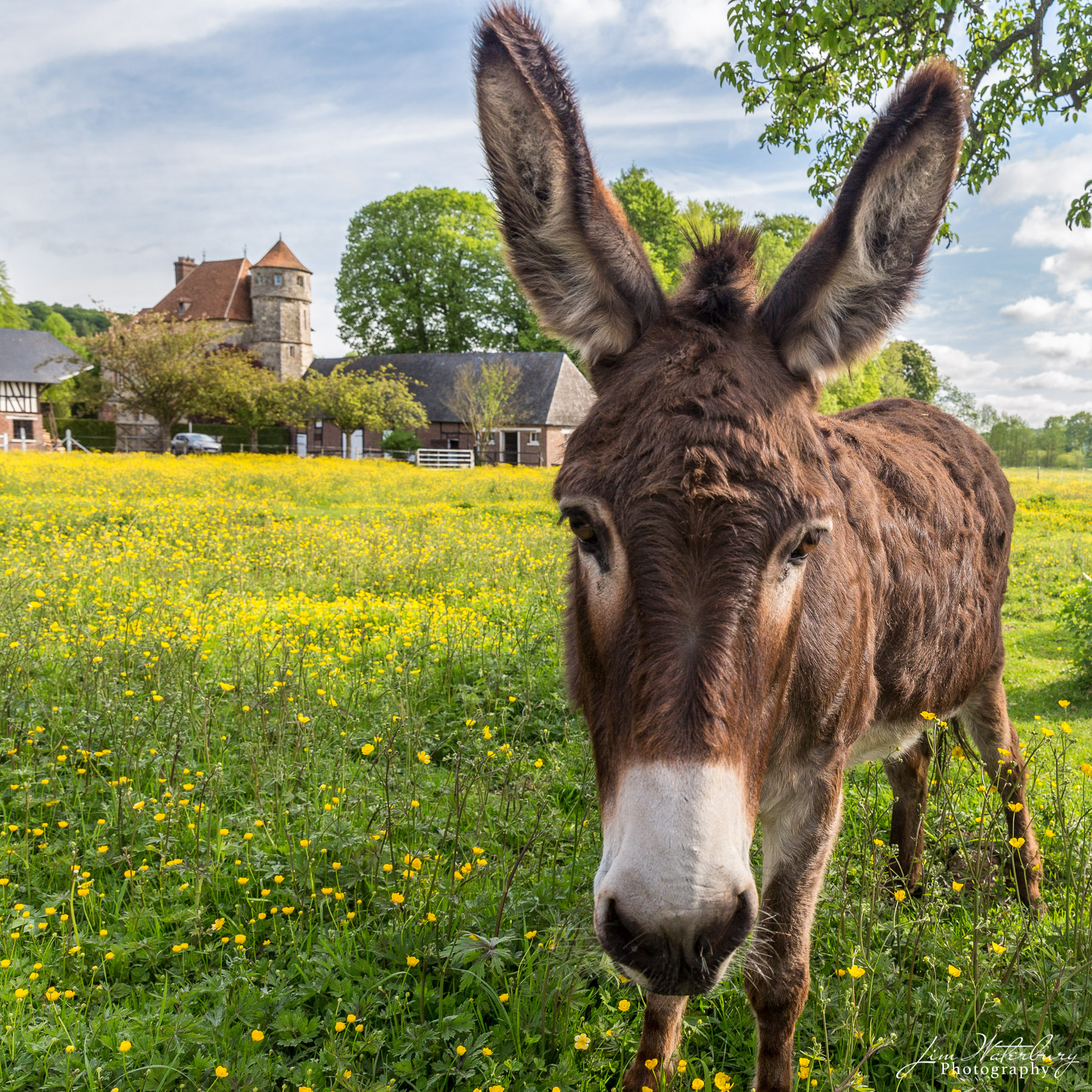 Donkey and Chateau of Vastoeuil in the background, Normandy, France