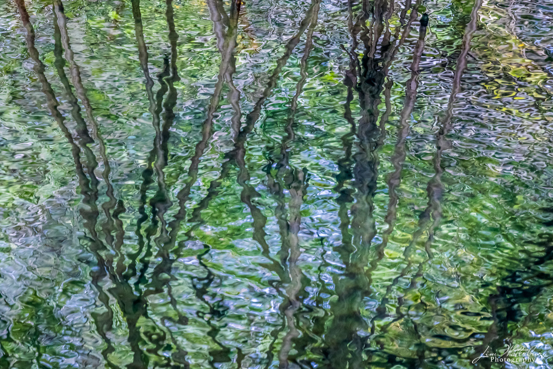 Reflection of tree branches and foliage in a pond in Hilo, Hawaii.