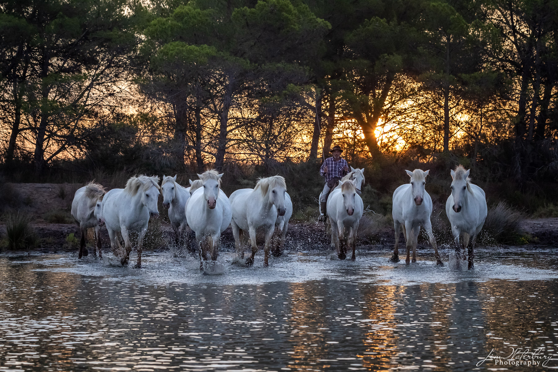 Camargue, horses