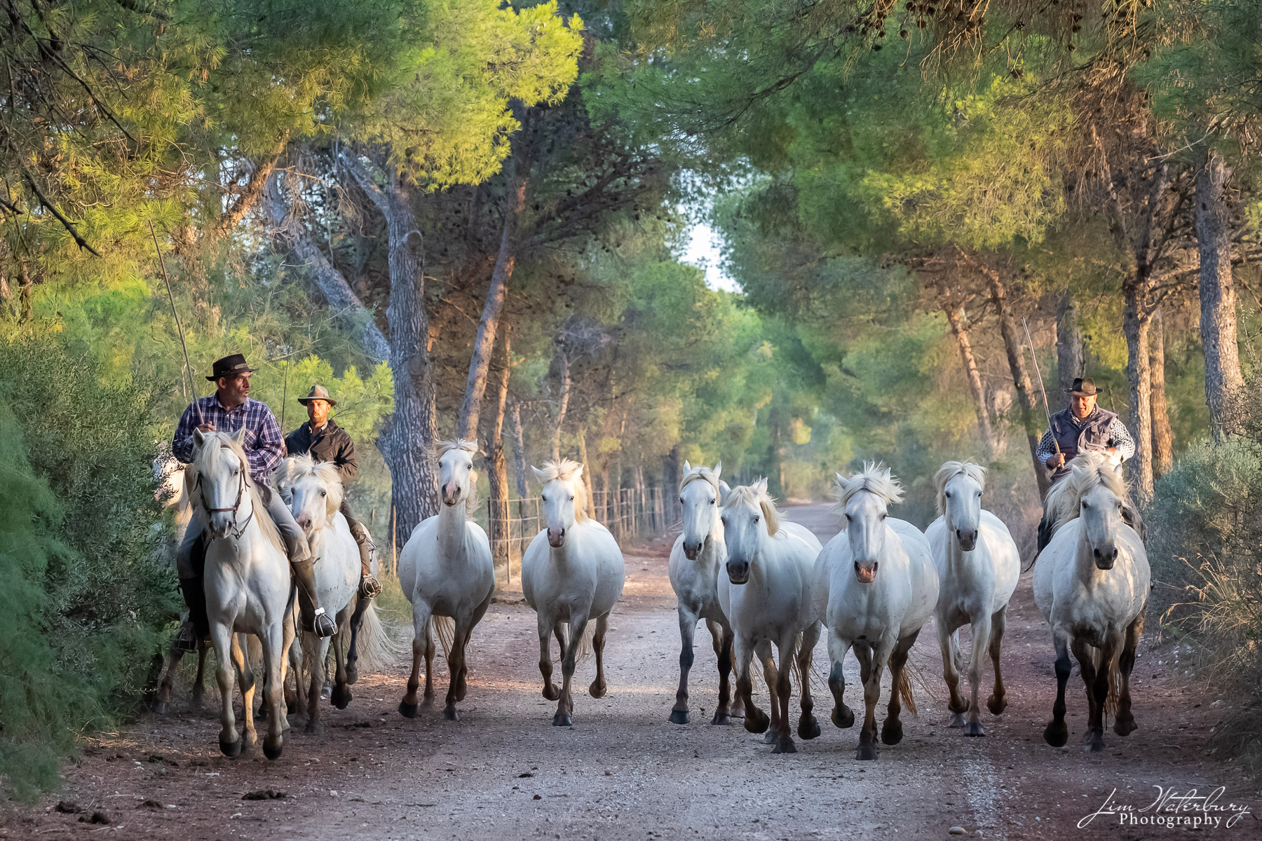 Camargue, horses