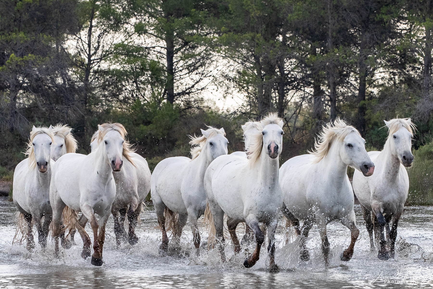 Camargue, horses