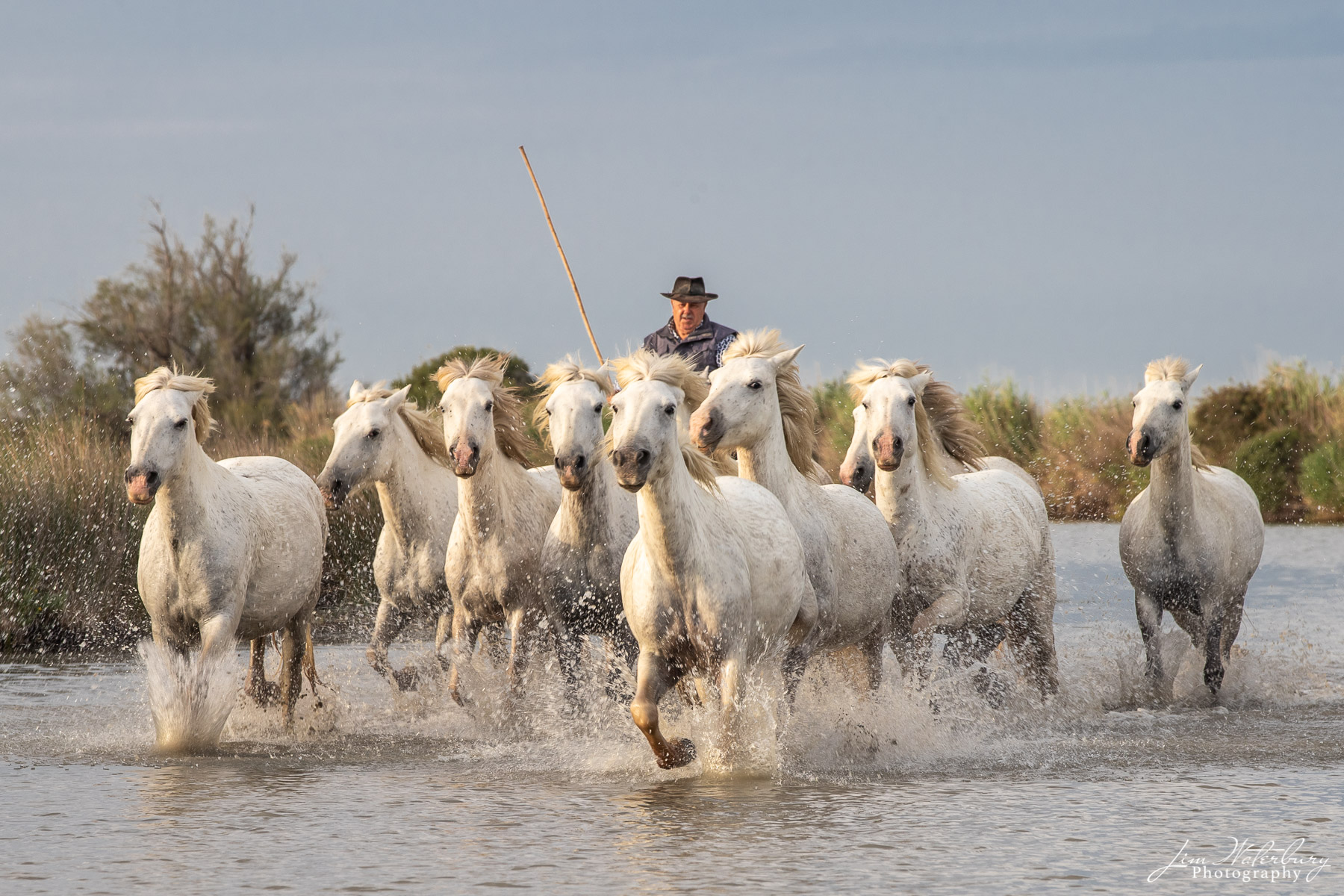 Camargue, horses