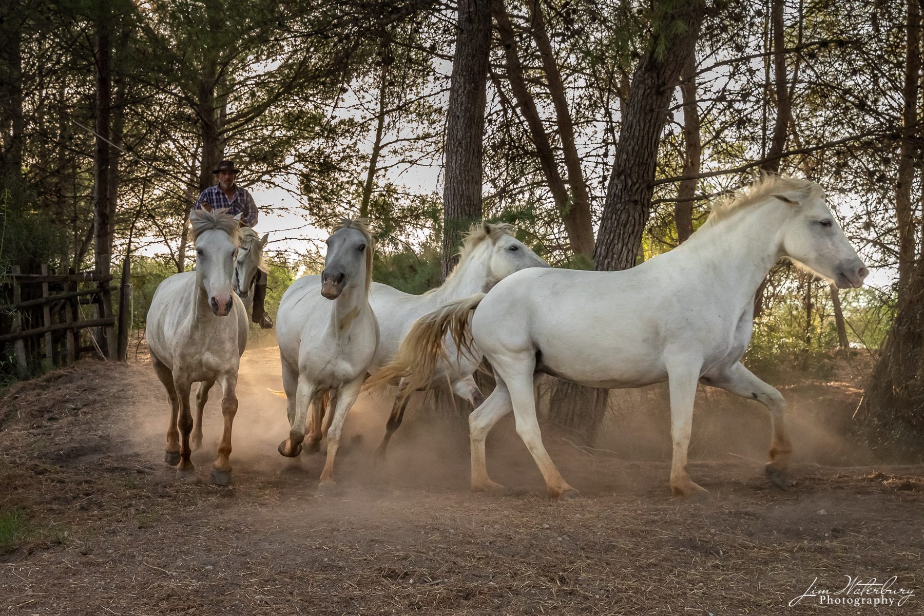 Camargue, horses