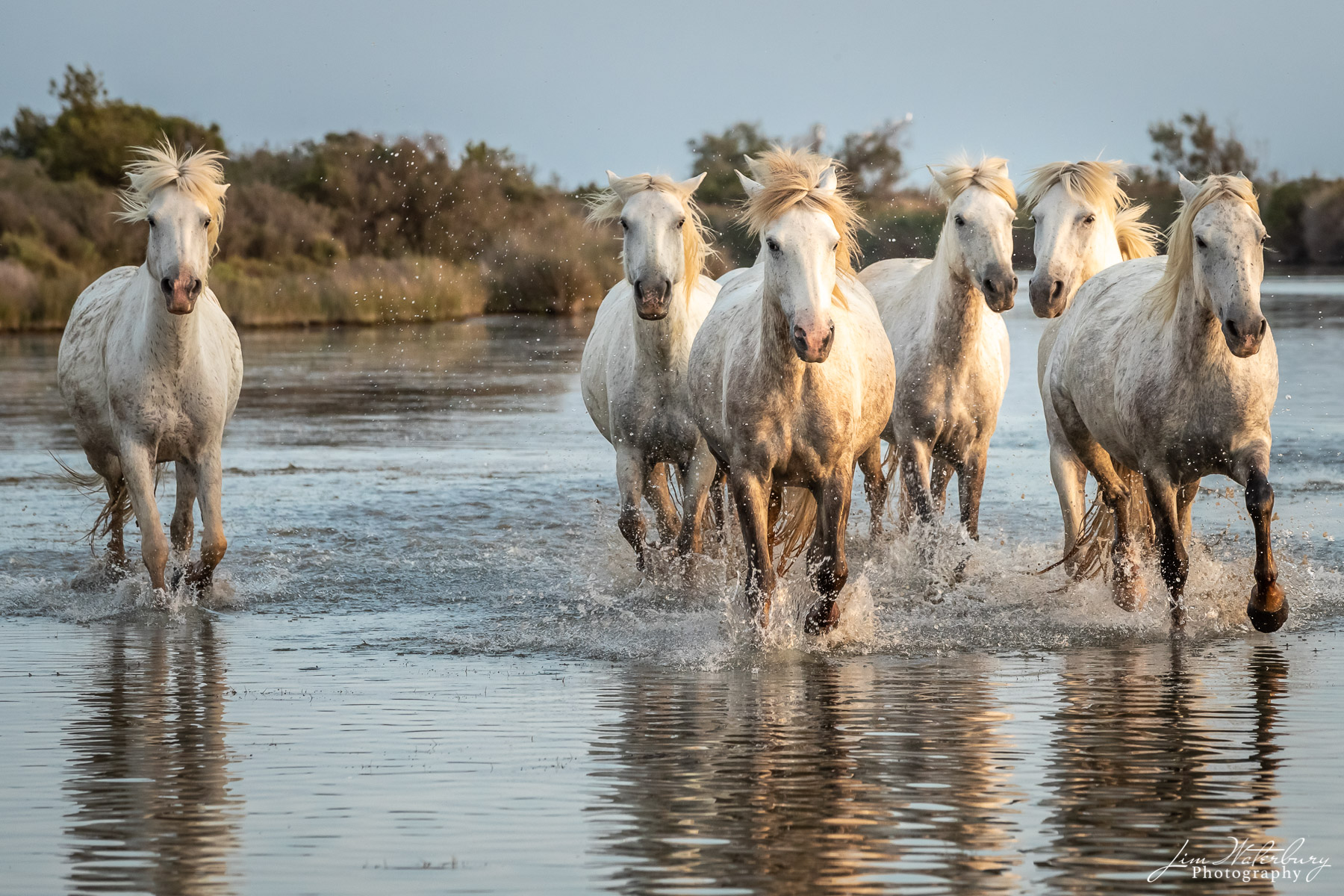 Camargue, horses