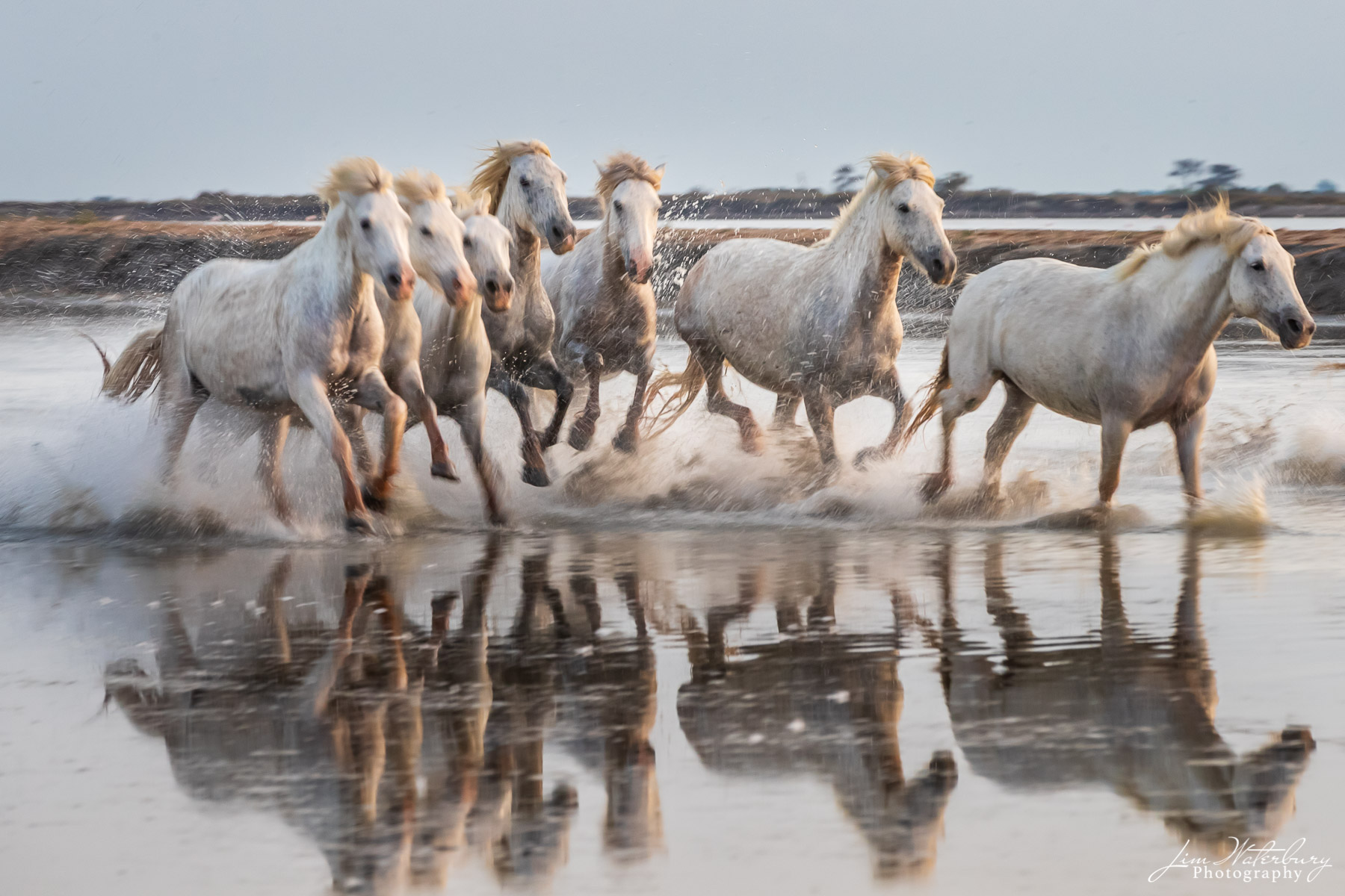 Camargue, horses