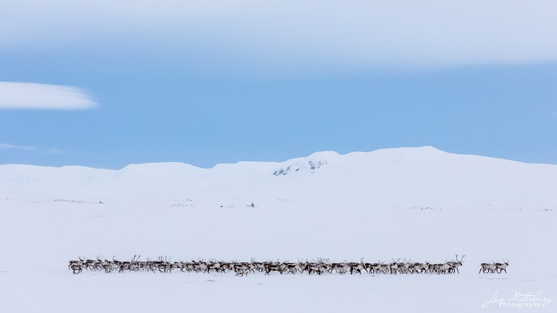 A large herd of Icelandic reindeer run across the snowy landscape under a blue sky en route from Lake Myvatn (Myvatnsoraefi)...