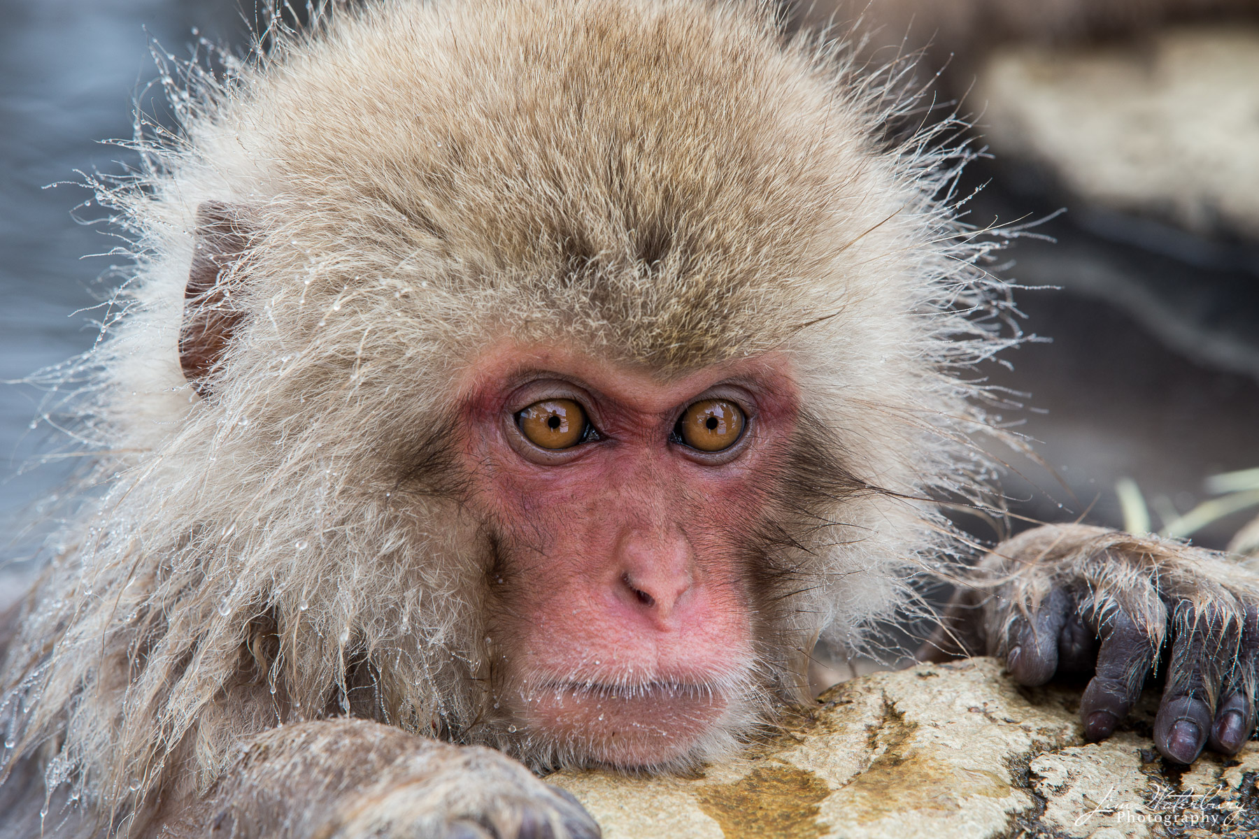 A young Japanese snow money, or macaque, hangs on to a rock ledge after a bath in a local hot spring.   Macaques, the northern...