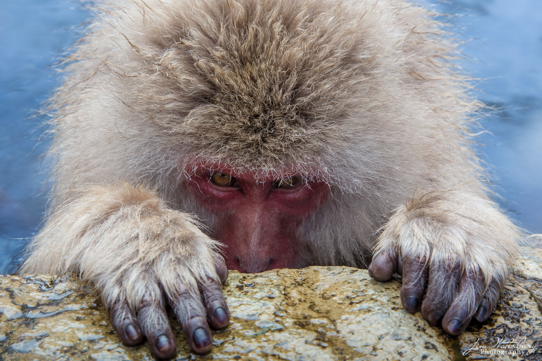 Peek-a-Boo Japanese Macaques, or "Snow Monkeys" in Jigokudani Park, Yamanouchi, Nagano Prefecture, Japan. In winter, Japanese Macaques...