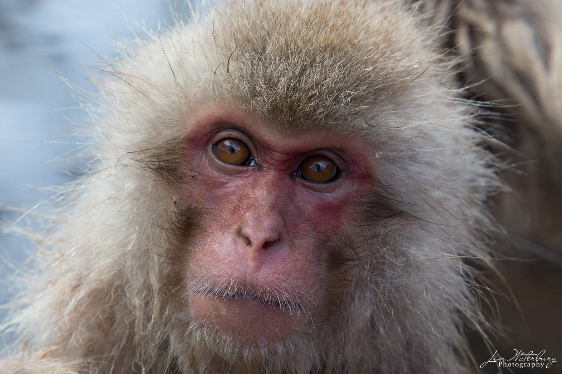 Baby Face A young Japanese Macaque, or "Snow Monkey" emerges from the warm waters of a local hot spring in Jigokudani Park, Yamanouchi...
