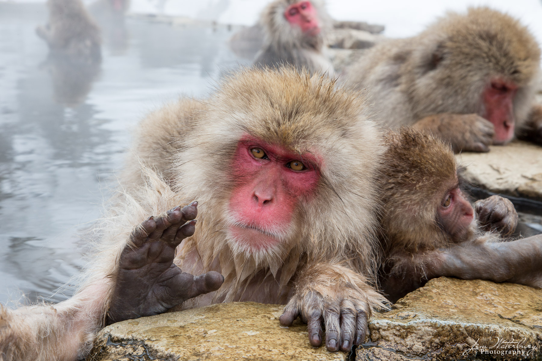 A mature Japanese "snow monkey" or "macaque", the northern-most living primate on earth, waves from a hot spring in Yudanaka...