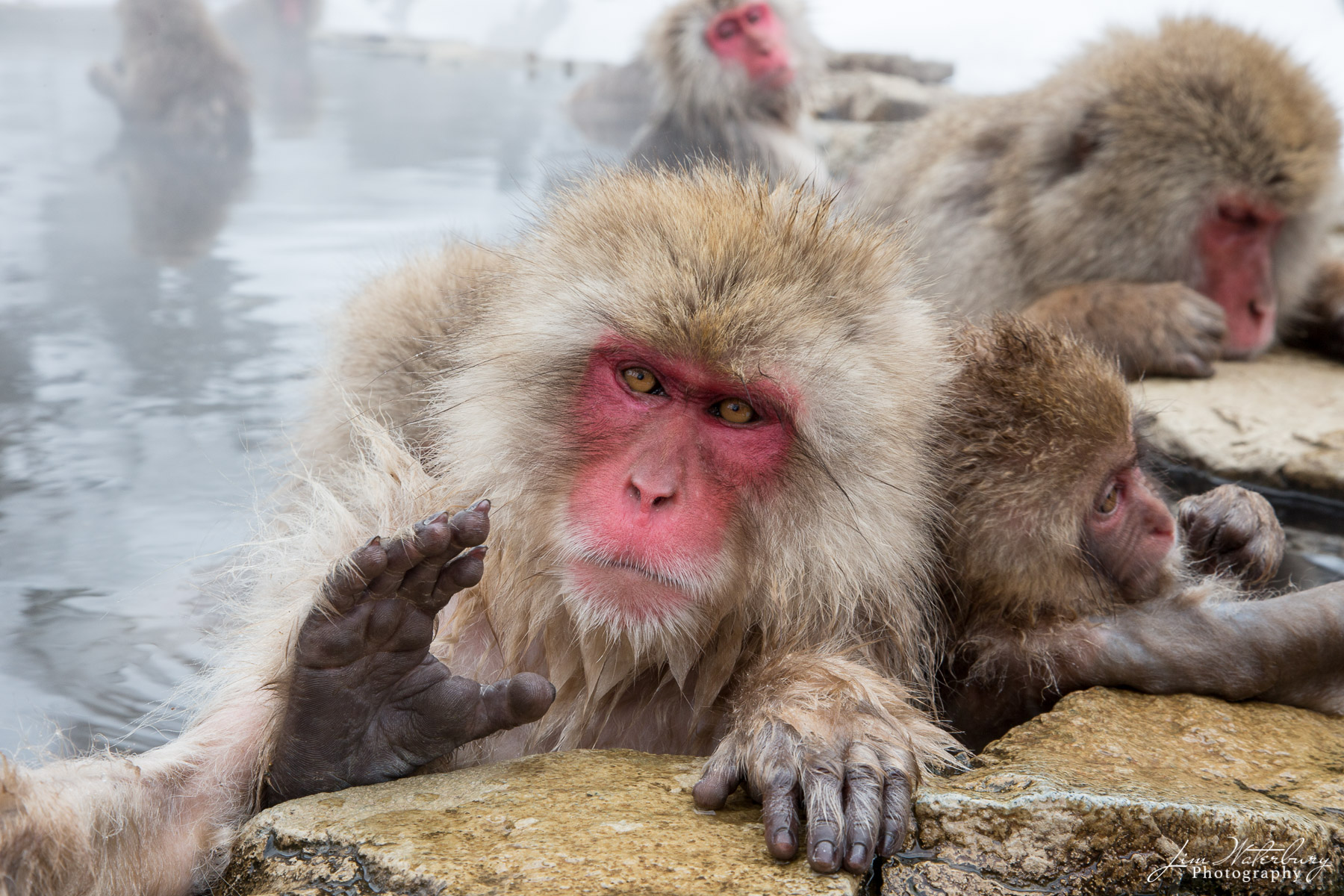 Ciao! A mature Japanese "snow monkey" or "macaque", the northern-most living primate on earth, waves from a hot spring in Yudanaka...