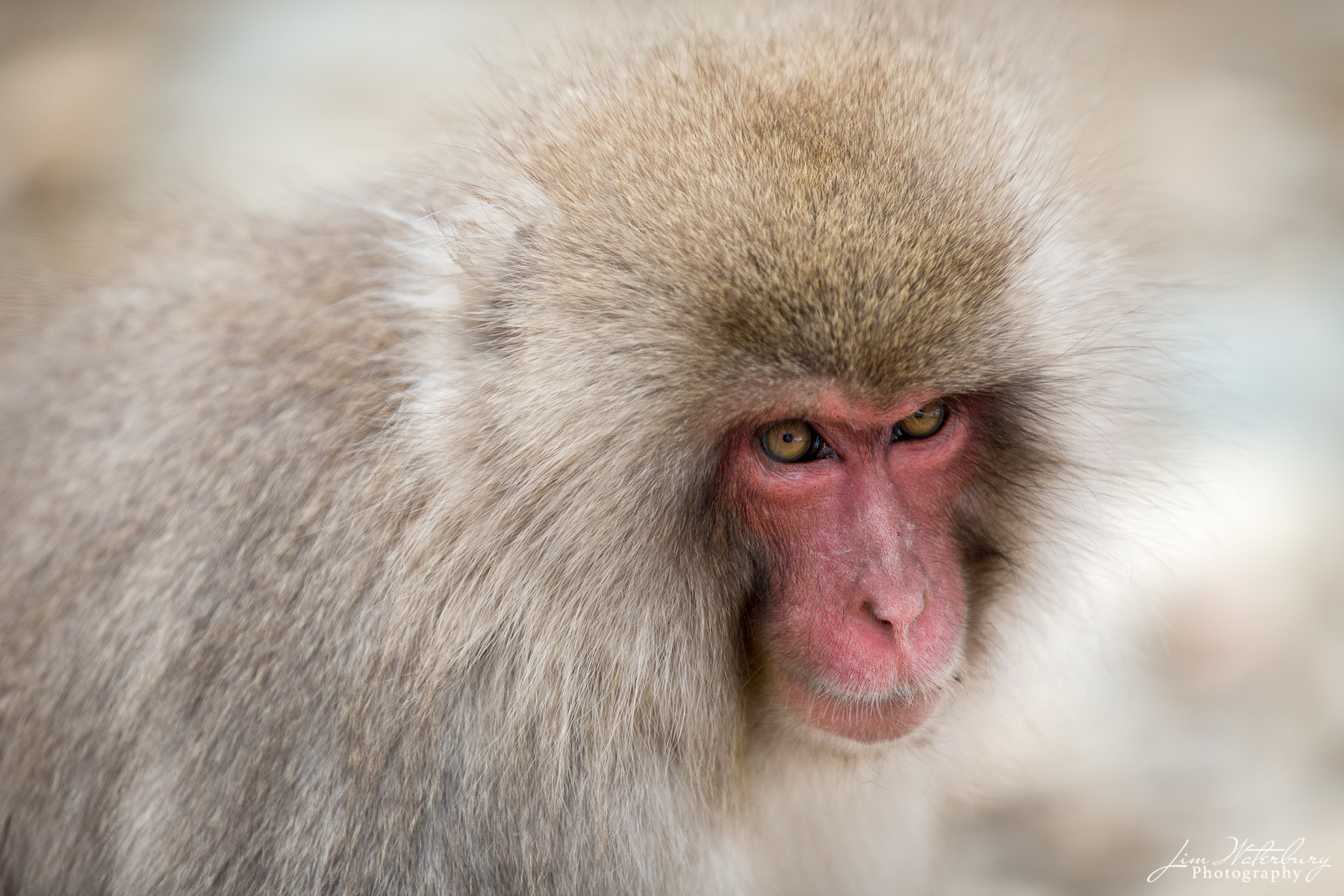 Head Shot A single Japanese Macaque, or "Snow Monkey" appears to pose for the camera. He has recently exited from the warm hot springs...